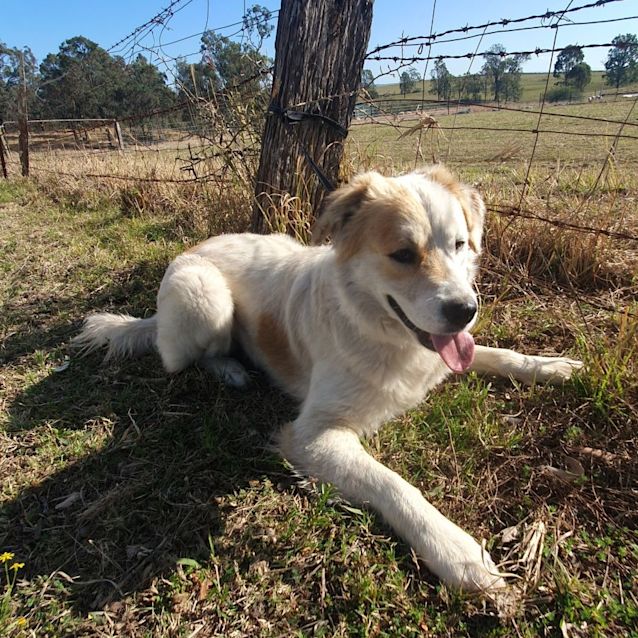 Photo of Thor