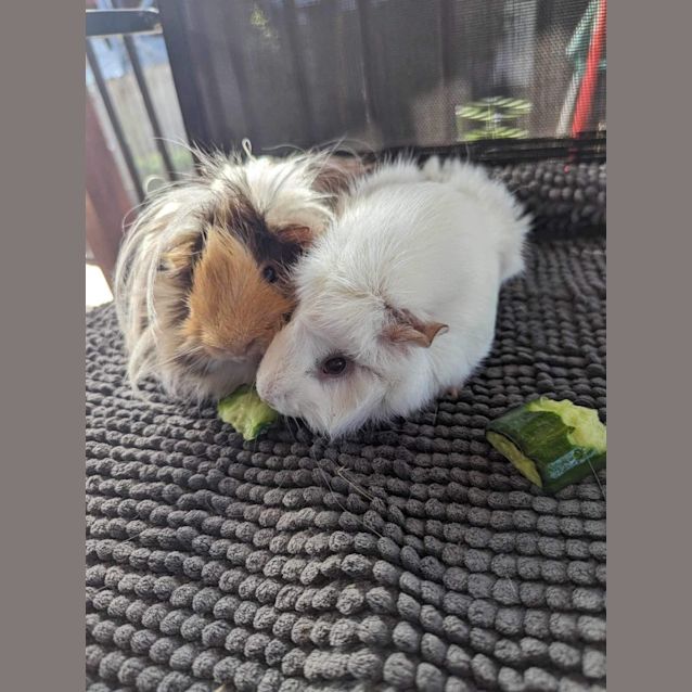 Photo of Spencer & Juni