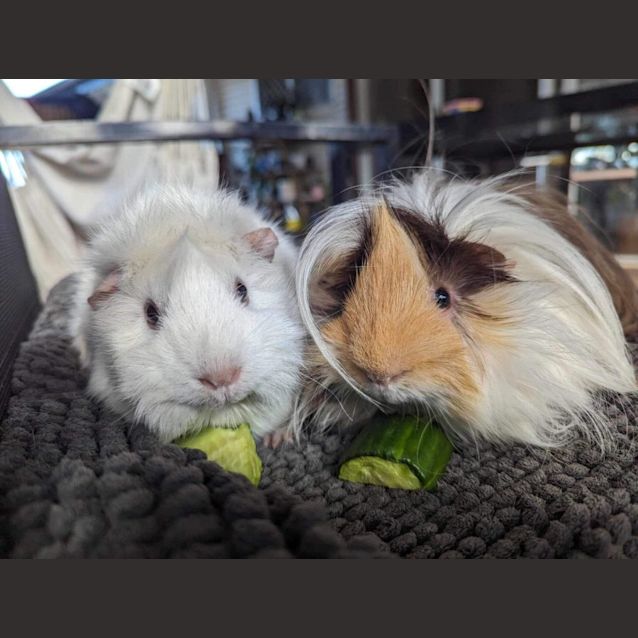 Photo of Spencer & Juni