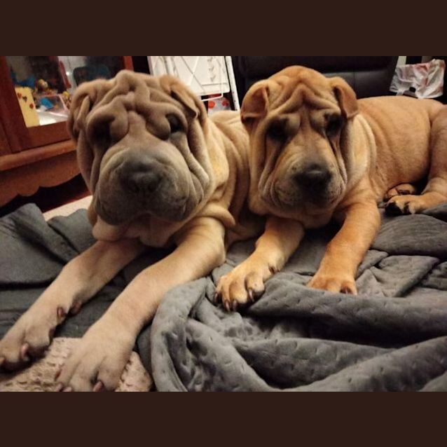 Photo of Bruno & Bella