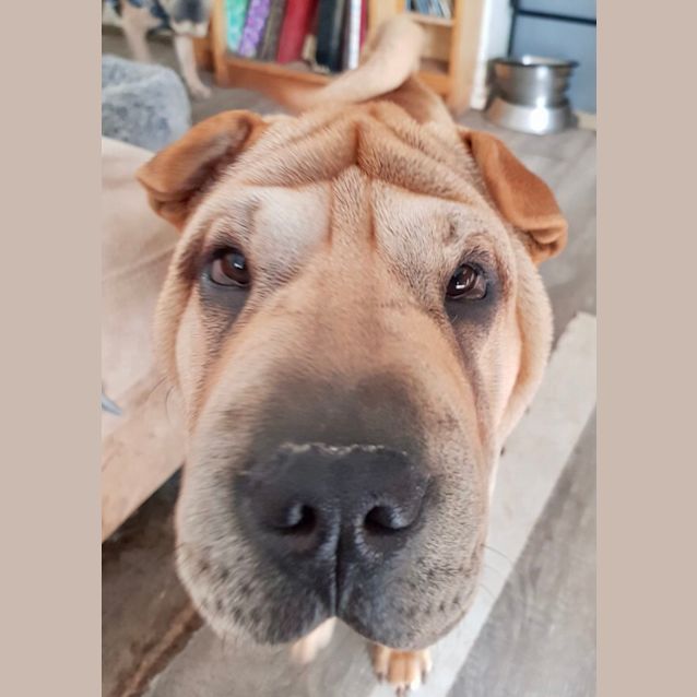 Photo of Bruno & Bella