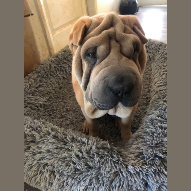 Photo of Bruno & Bella