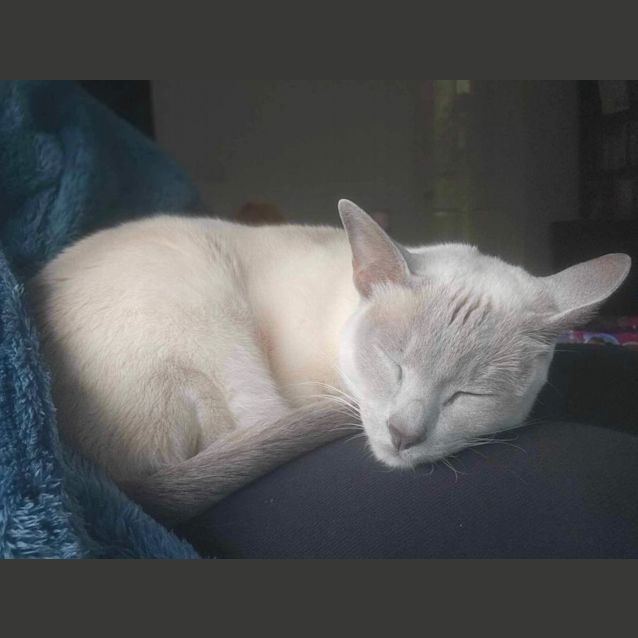 Photo of Tilly *9 Lives Project Rescue*