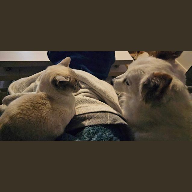 Photo of Tilly *9 Lives Project Rescue*