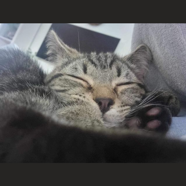 Photo of Emerald & George