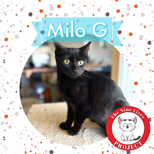 Photo of Milo G *9 Lives Project Rescue*