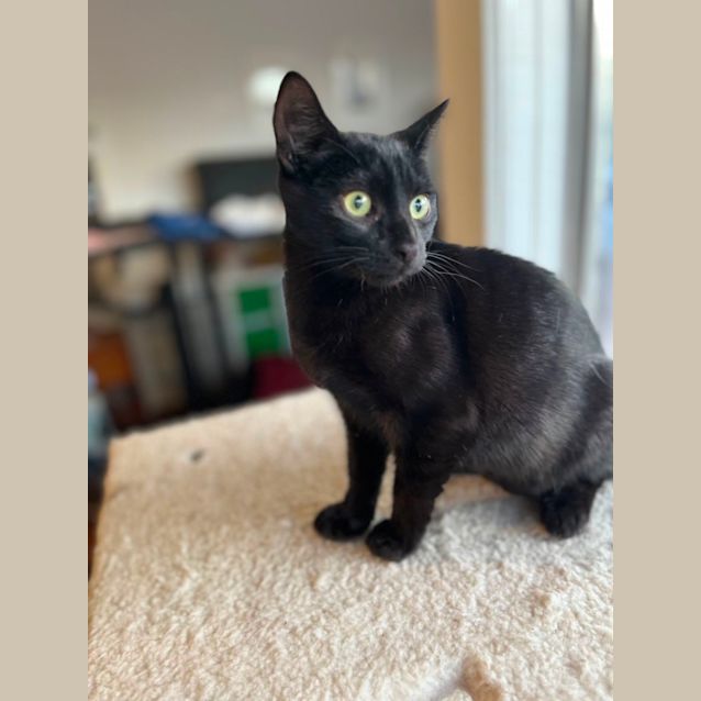 Photo of Milo G *9 Lives Project Rescue*