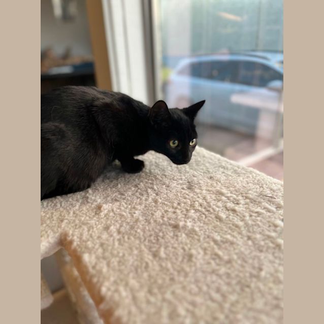 Photo of Milo G *9 Lives Project Rescue*