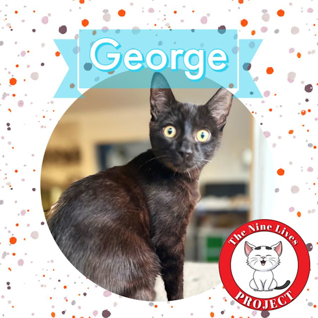 Photo of George *9 Lives Project Rescue*