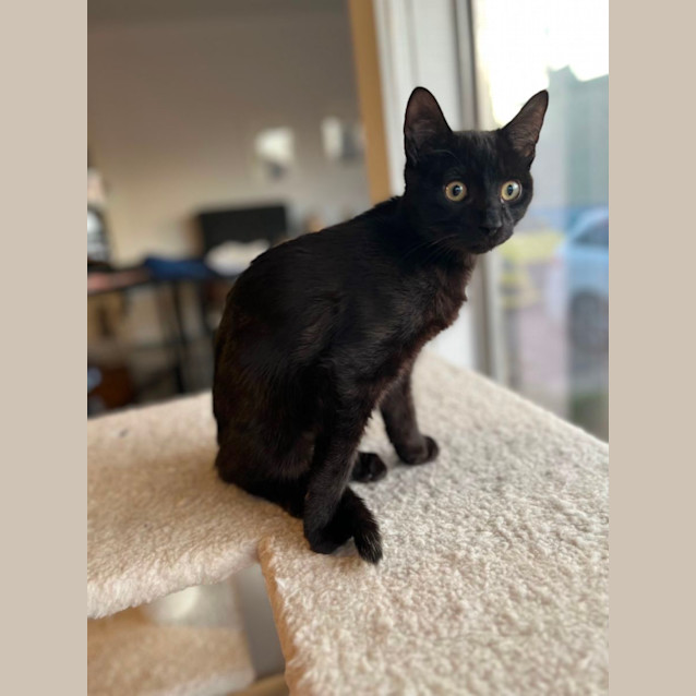 Photo of George *9 Lives Project Rescue*