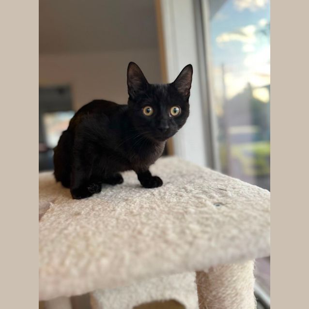 Photo of George *9 Lives Project Rescue*