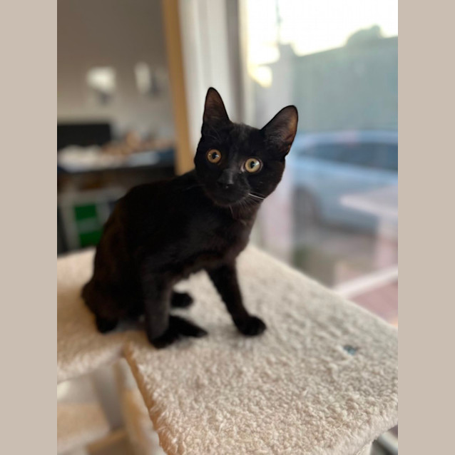 Photo of George *9 Lives Project Rescue*