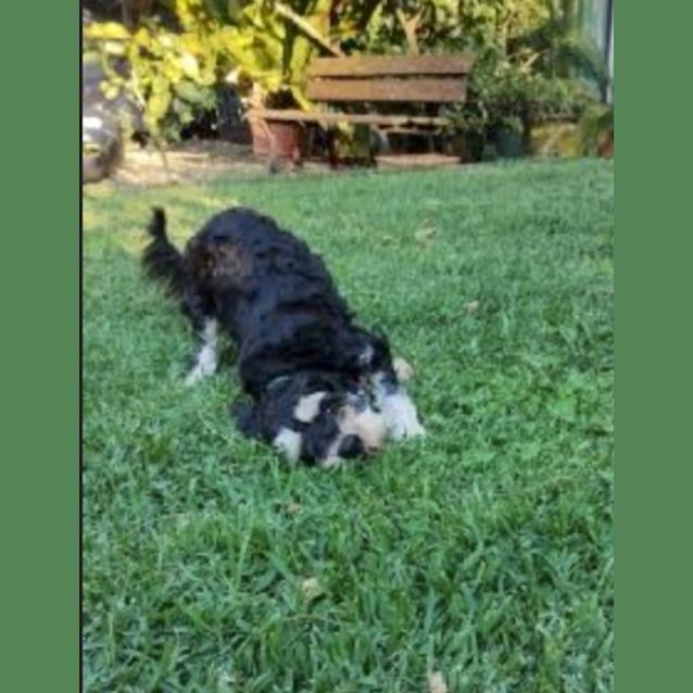 Photo of Eddie   1 Year Old Schnoodle (Trial)