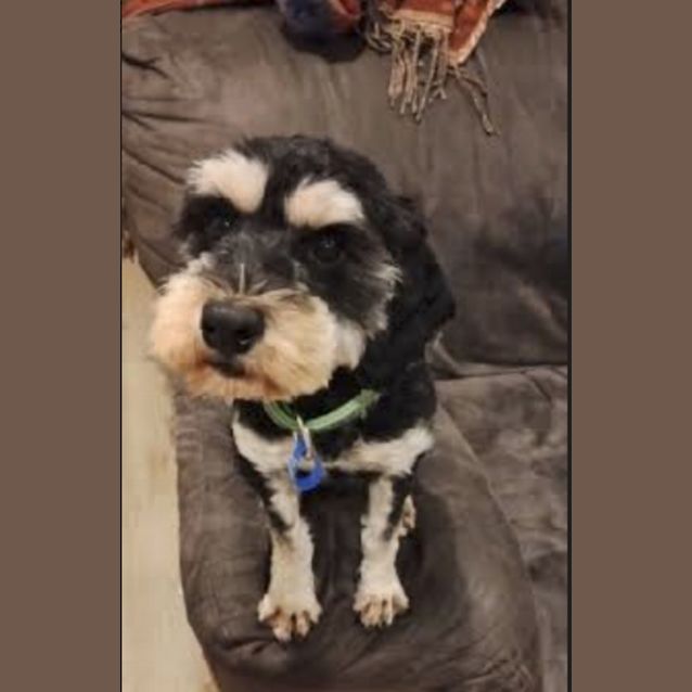 Photo of Eddie   1 Year Old Schnoodle (Trial)
