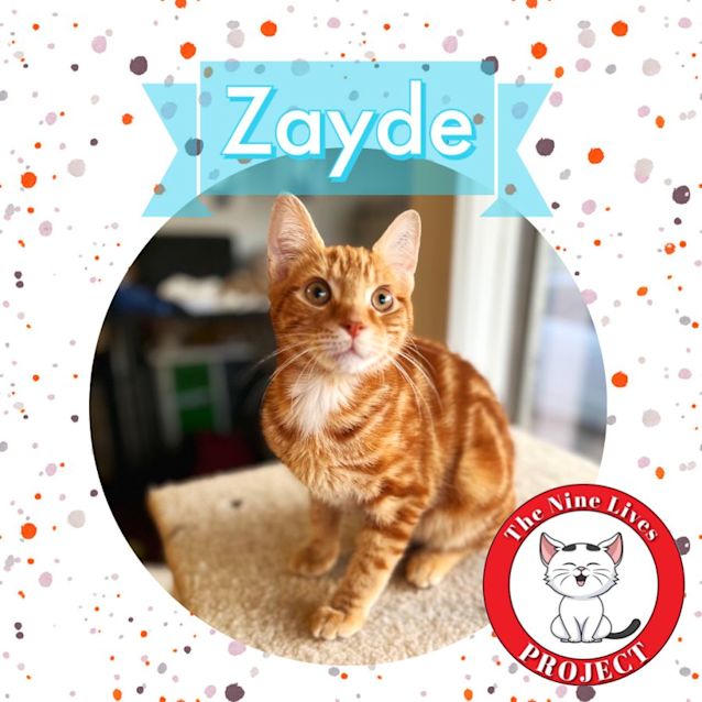 Photo of Zayde *9 Lives Project Rescue*