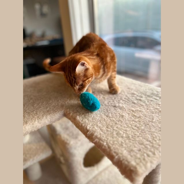 Photo of Zayde *9 Lives Project Rescue*