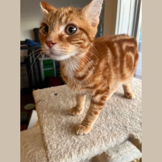 Photo of Zayde *9 Lives Project Rescue*