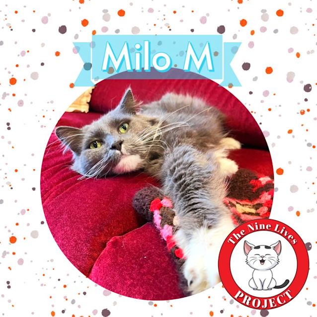 Photo of Milo M *9 Lives Project Rescue*