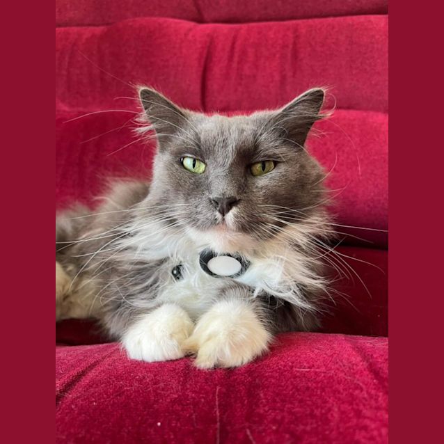 Photo of Milo M *9 Lives Project Rescue*