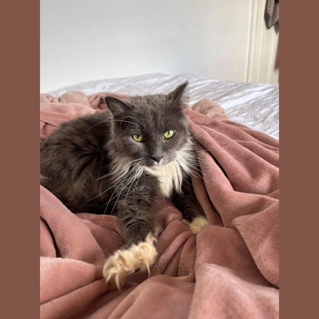 Photo of Milo M *9 Lives Project Rescue*