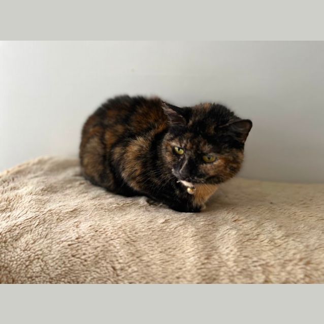 Photo of Picasso *9 Lives Project Rescue*