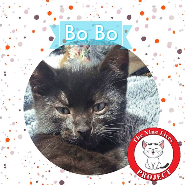 Photo of Bo Bo *9 Lives Project Rescue*