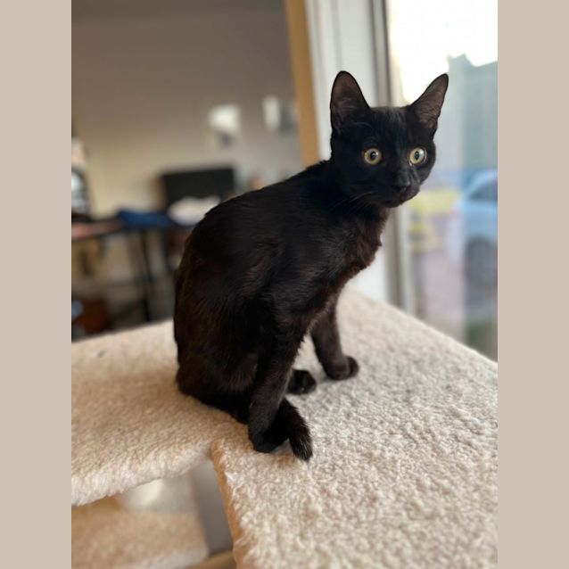 Photo of Bo Bo *9 Lives Project Rescue*