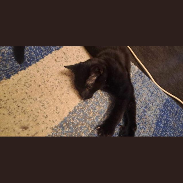 Photo of Bo Bo *9 Lives Project Rescue*