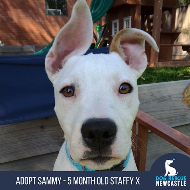 Photo of Sammy   5 Month Old Staffy X (Trial 8/10/23)