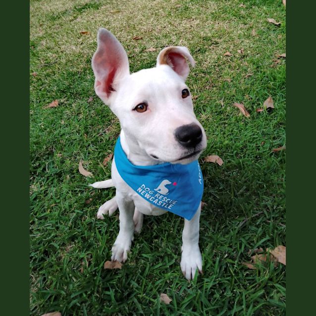 Photo of Sammy   5 Month Old Staffy X (Trial 8/10/23)