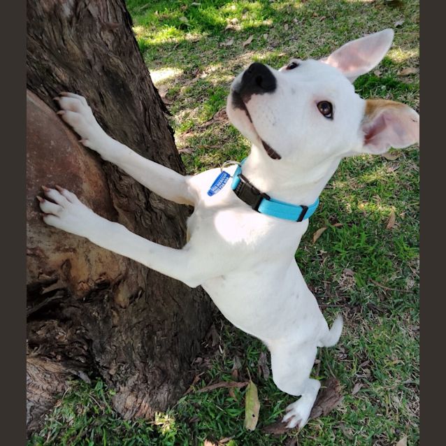 Photo of Sammy   5 Month Old Staffy X (Trial 8/10/23)