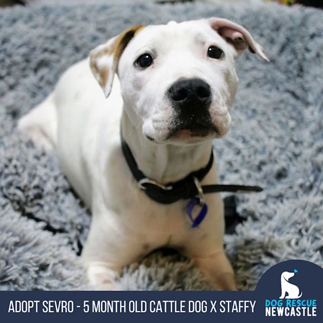 Photo of Sevro   5 Month Old Cattle Dog X  (Trial 23/9/23)