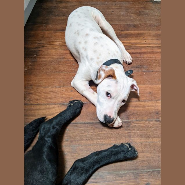 Photo of Sevro   5 Month Old Cattle Dog X  (Trial 23/9/23)