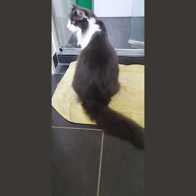 Photo of Louie