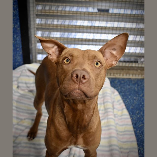 Photo of Ginger