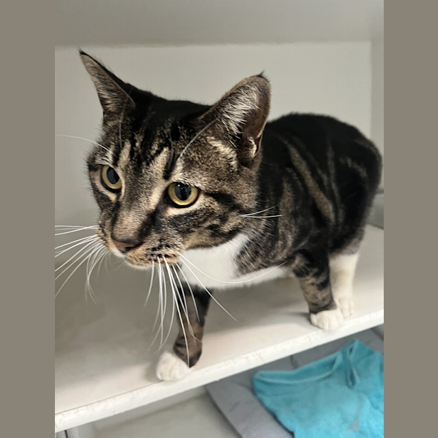 Photo of Twix