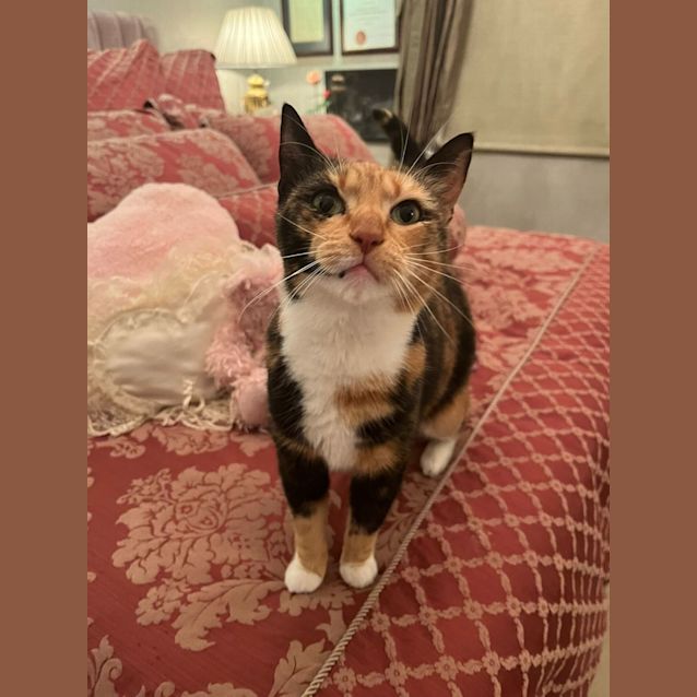 Photo of Peaches