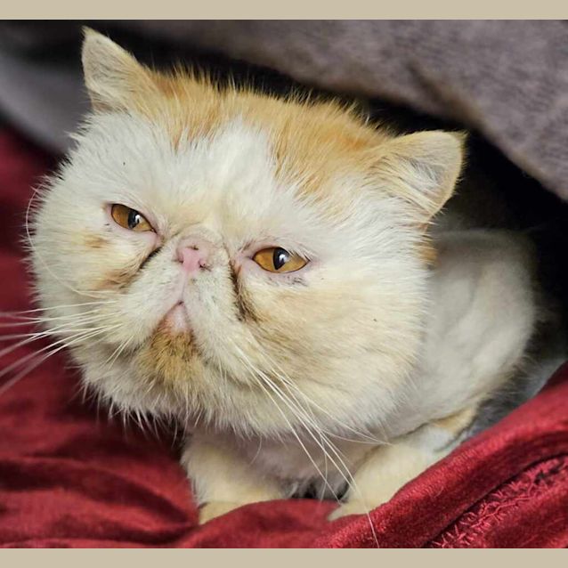 Photo of Pickles