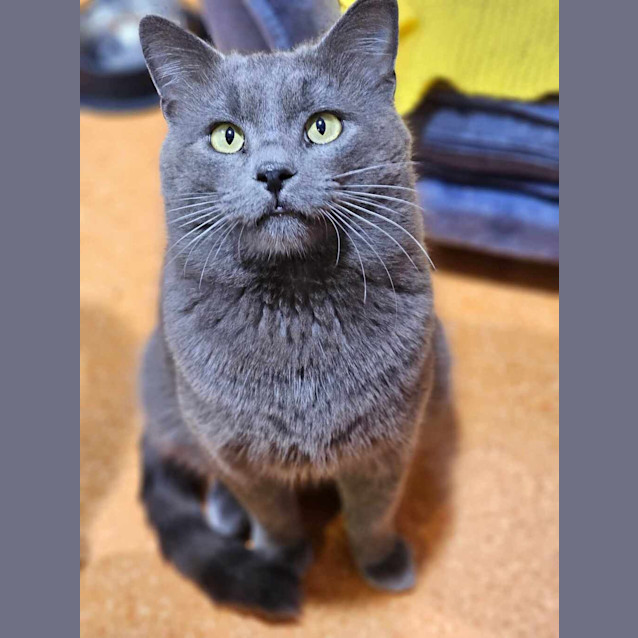 Photo of Cookie