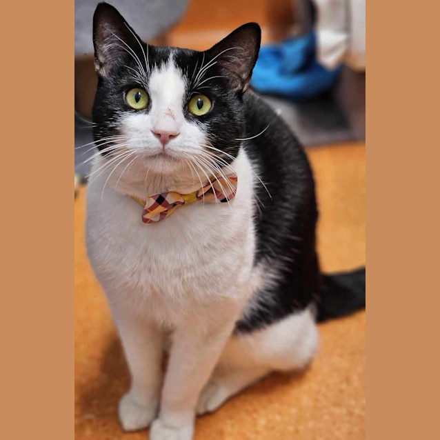 Photo of Neville