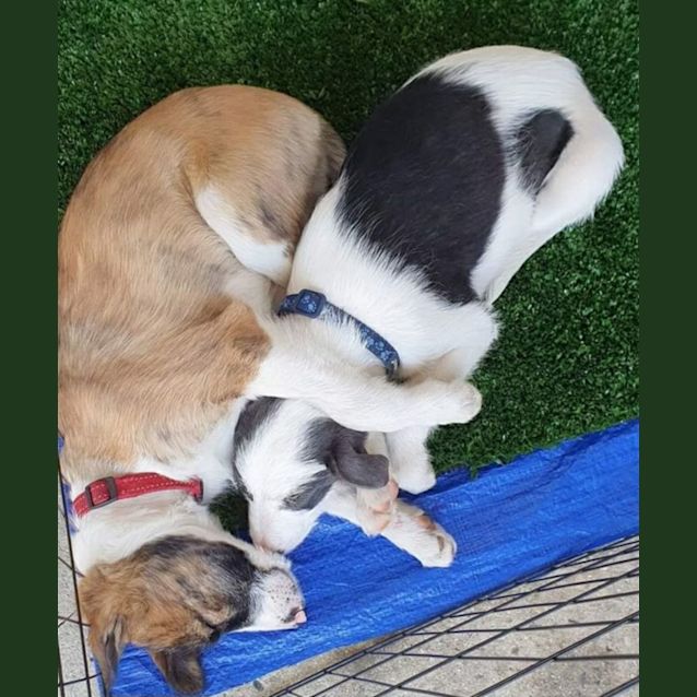 Photo of Dougie And Darlene