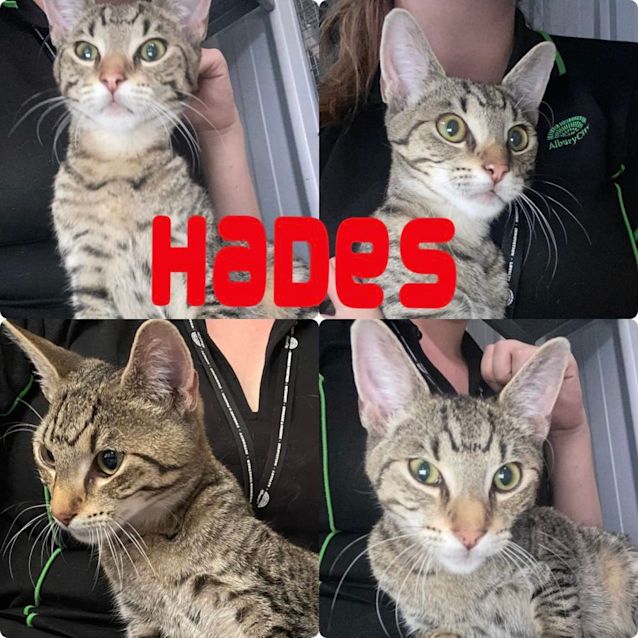 Photo of Hades