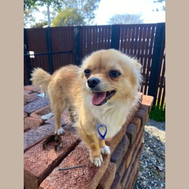 Photo of Ralph   1.5 Year Old Chihuahua (Hold 24/9/23)