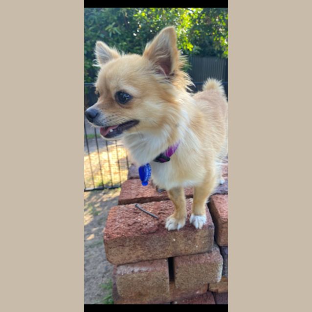 Photo of Ralph   1.5 Year Old Chihuahua (Hold 24/9/23)
