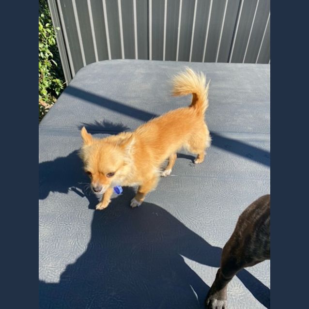 Photo of Ralph   1.5 Year Old Chihuahua (Hold 24/9/23)
