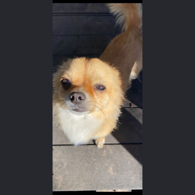 Photo of Ralph   1.5 Year Old Chihuahua (Hold 24/9/23)