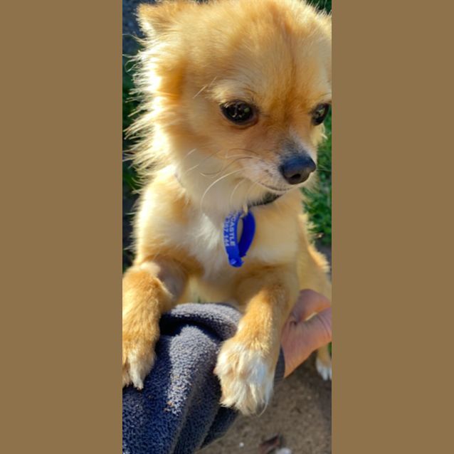 Photo of Ralph   1.5 Year Old Chihuahua (Hold 24/9/23)
