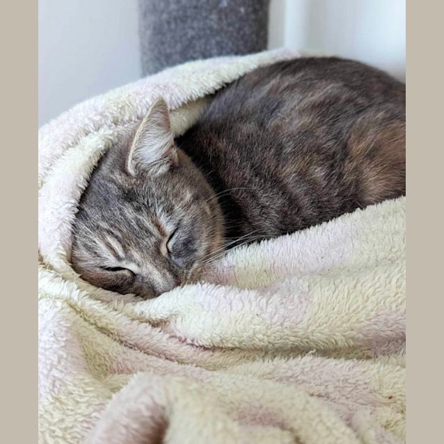 Photo of Papaya & Neko