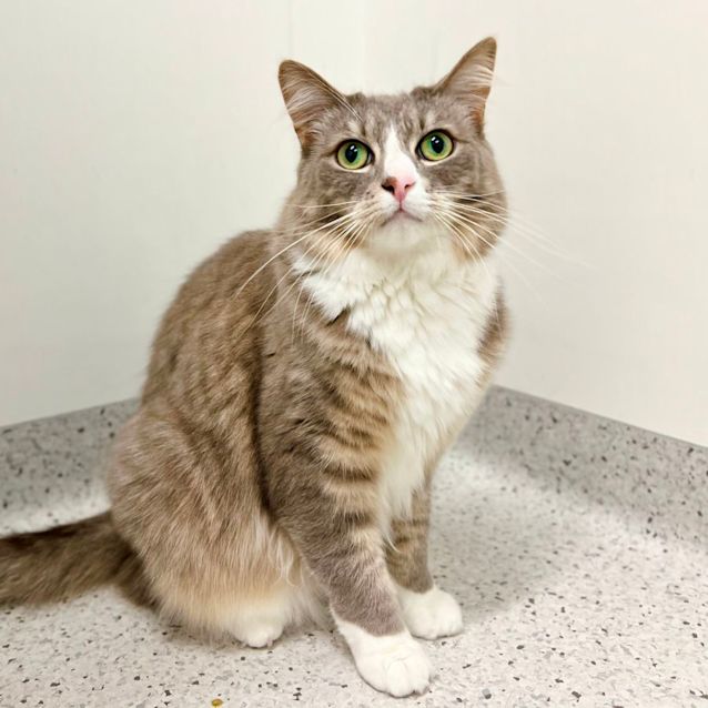 Photo of Captain Feathersword