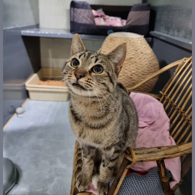 Photo of Zulu